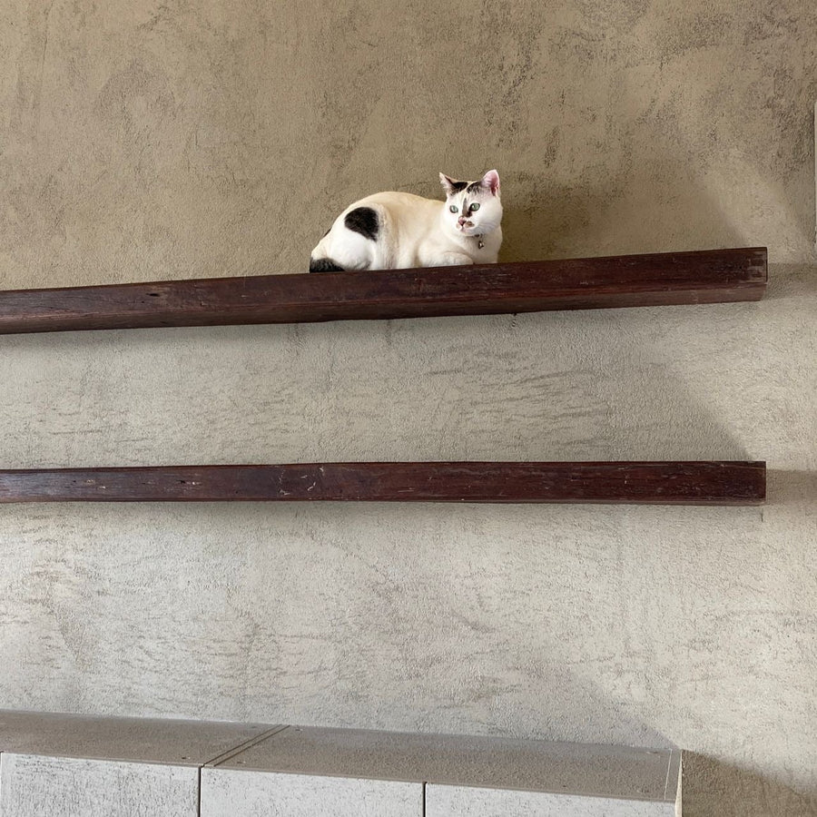 Maneki Neko Tea Experience
